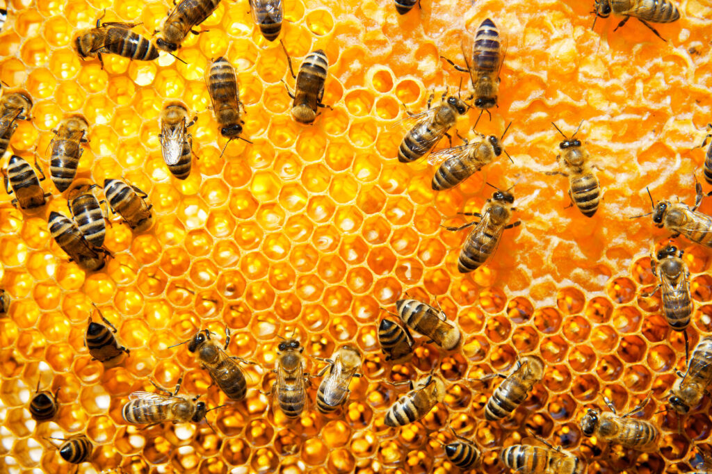 La apicultura como herramienta de transformación social y ambiental